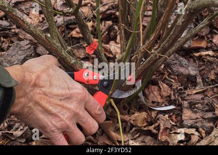 Pruning the blueberry bush (Vaccinium corymbosum). Pruning old branches previously marked with red foil. Early spring. Stock Photo