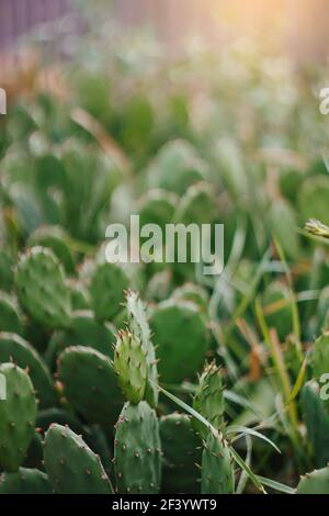 Details of wild cactus vegetation on a sunny day. Succulents in natural condition Stock Photo