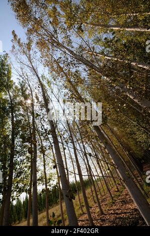 Poplar Forest in Fuente Vaqueros, Granada, Andalusia, Spain Stock Photo