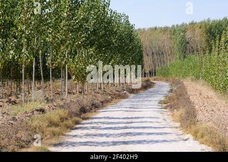 Road between poplar in Fuente Vaqueros, Andalusia, Granada, Spain Stock Photo