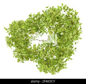 top view of pear tree with pears isolated on white background. 3d illustration Stock Photo