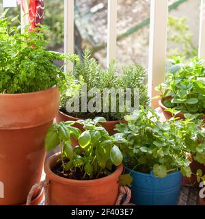 Fresh herbs in pots on a tiny balcony. Parsley, basil, rosemary, thyme, Moroccan mint, and coriander (cilantro). Stock Photo