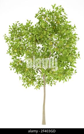 pear tree with pears isolated on white background. 3d illustration. pear tree with pears isolated on white background. 3d illustrati Stock Photo