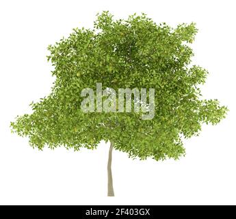 pear tree with pears isolated on white background. 3d illustration. pear tree with pears isolated on white background. 3d illustrati Stock Photo