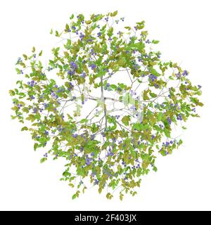 top view of plum tree with plums isolated on white background. 3d illustration. top view of plum tree with plums isolated on white background. 3 Stock Photo