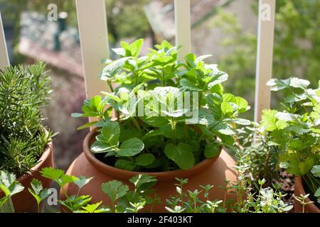 Moroccan Mint and other fresh herbs in pots on a tiny balcony. Stock Photo