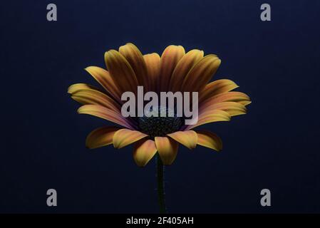 Close up of an Orange African Daisy, isolated against a deep black background, with the colour and form in focus. Stock Photo