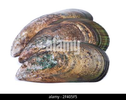 Group of empty opened mussel shells isolated over white background Stock Photo