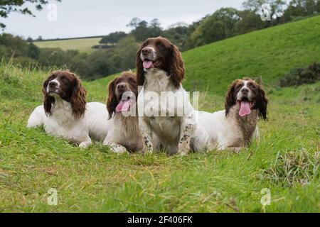 A portrait of four working springer spaniels on a shoot day Stock Photo