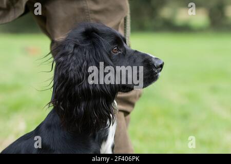 Working cocker spaniel, waiting at heel on a shoot day Stock Photo