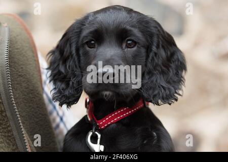 A future shooting dog; working cocker spaniel puppy Stock Photo