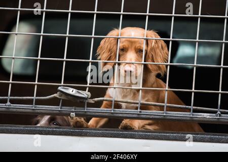 A cocker spaniel in a car ready to start the shoot day Stock Photo