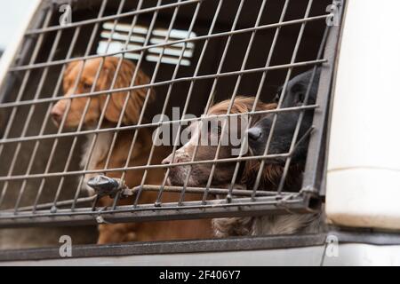 Gundogs waiting in the pick-up to start the next drive Stock Photo
