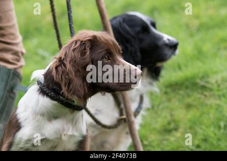 Springer spaniel gundog puppy, in liver and white with an adult black and white dog in the background with their master Stock Photo