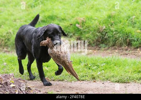 A black labrador retrieving a hen pheasant Stock Photo