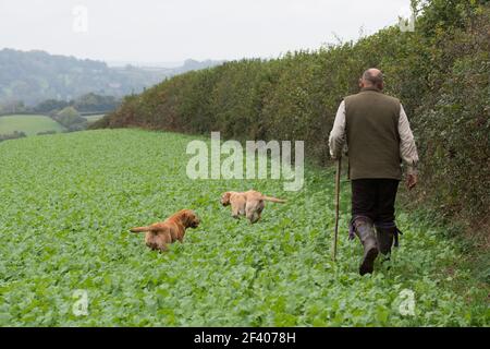 Beaters on a game shoot working through a cover crop Stock Photo