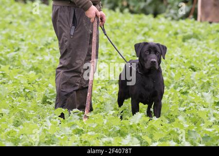 Black labrador, working gundog, portrait in the field Stock Photo