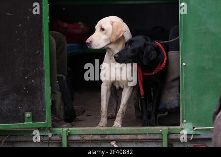 Working labradors in the beaters wagon / guns bus Stock Photo