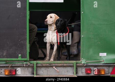 Working labradors in the beaters wagon / guns bus Stock Photo