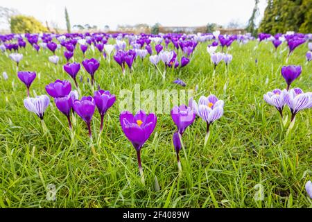 Purple and white striped crocuses growing in grass in flower on a sunny day at RHS Garden, Wisley, Surrey, south-east England in winter Stock Photo