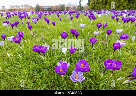 Purple and white striped crocuses growing in grass in flower on a sunny day at RHS Garden, Wisley, Surrey, south-east England in winter Stock Photo