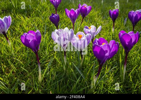 Purple and white striped crocuses growing in grass in flower on a sunny day at RHS Garden, Wisley, Surrey, south-east England in winter Stock Photo