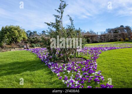 Purple and white crocuses in flower on a sunny day at RHS Garden, Wisley, Surrey, south-east England in winter Stock Photo