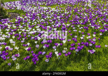 Purple, white and striped crocuses in flower on a sunny day at RHS Garden, Wisley, Surrey, south-east England in winter Stock Photo