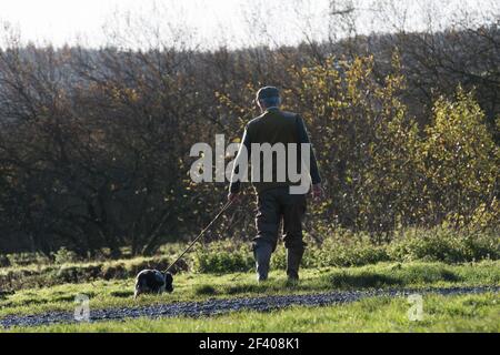 Walking up game with a springer spaniel Stock Photo