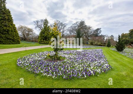 Purple, white and purple and white striped crocuses flowering in RHS Garden, Wisley, Surrey, south-east England in late winter to early spring Stock Photo