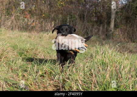 Black labrador retrieving a mallard drake Stock Photo