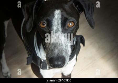 Sunlight Studio Portrait of Ruby Greyhound. Beautiful Eyes Always Paying Attention. Lying or Standing. Stock Photo