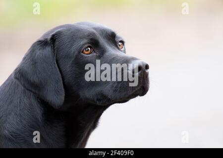 Working labrador, gundog, portrait Stock Photo