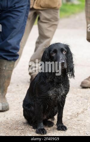 Working cocker spaniel Stock Photo