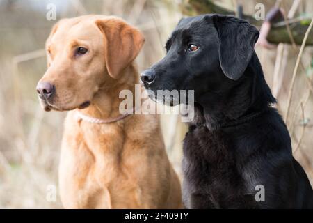 Working yellow and black labradors Stock Photo