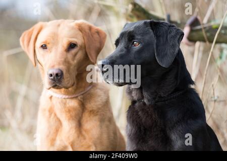 Working yellow and black labradors Stock Photo
