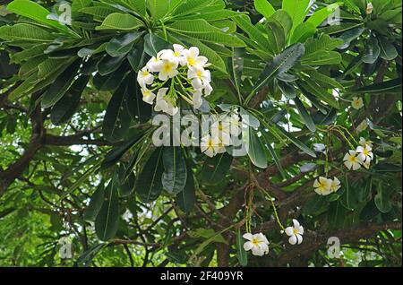 Bunches of Gorgeous Plumeria Obtusa Blooming on the Tree Stock Photo