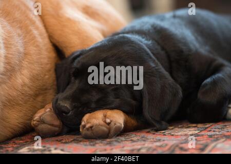 Black Labrador puppy sleeping next to a grown labrador Stock Photo
