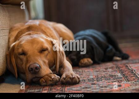 Black Labrador puppy sleeping next to a grown labrador Stock Photo