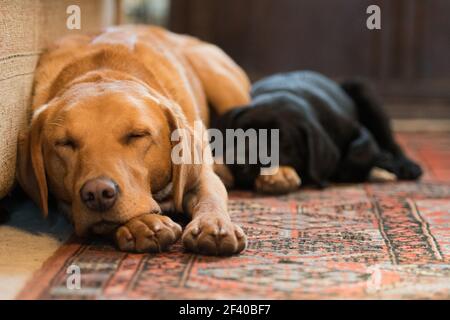 Black Labrador puppy sleeping next to a grown labrador Stock Photo