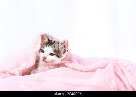 lovely baby kitten on white background copy space Stock Photo