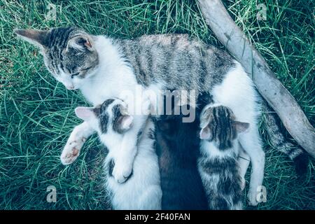cat mother lying on green grass and playing and feeding her cute baby kittens Stock Photo