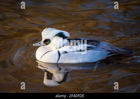 A male European Smew duck (Mergellus albellus), England Stock Photo