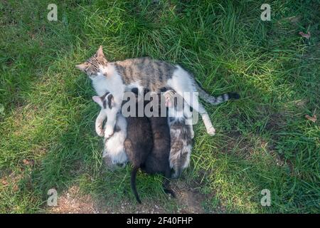 cat mother lying on green grass and playing and feeding her cute baby kittens Stock Photo