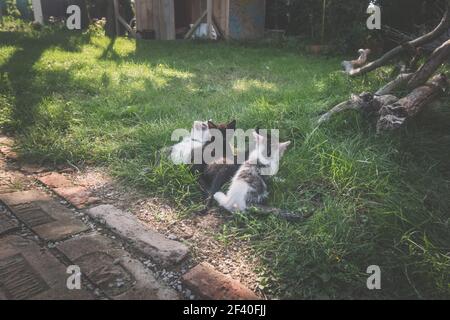 cat mother lying on green grass and playing and feeding her cute baby cats Stock Photo