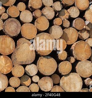 Sawn and stacked spruce trunks, close-up Stock Photo