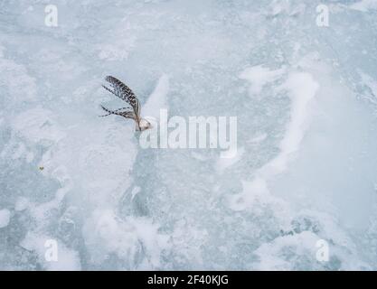 a single feather frozen in the lake ice Stock Photo