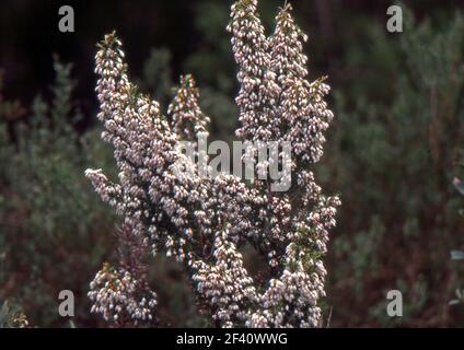 Erica arborea close-up in Sardinia, Italy (scanned from colorslide) Stock Photo