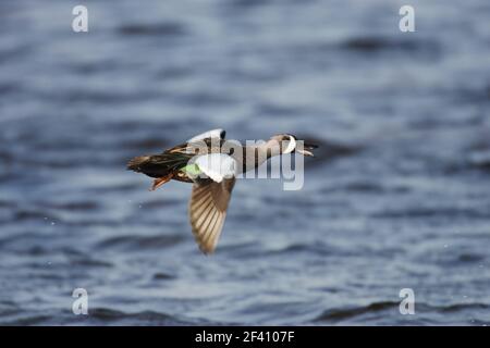 Blue Winged Teal drake in flight (Anas discors) Ding Darling NWR, florida, USA BI000107 Stock Photo