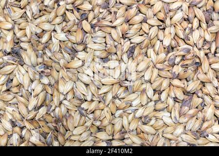 Close up photo malt grains, top view Stock Photo